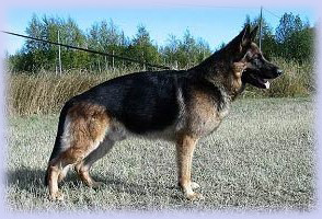 Jadovar Nemo alias Masi