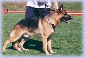 Junkertums Palomo alias Peko