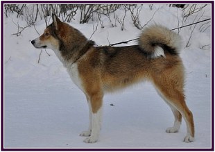 Trivialis Alokin Rinka