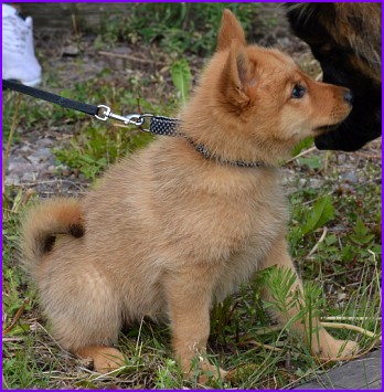 Sakke