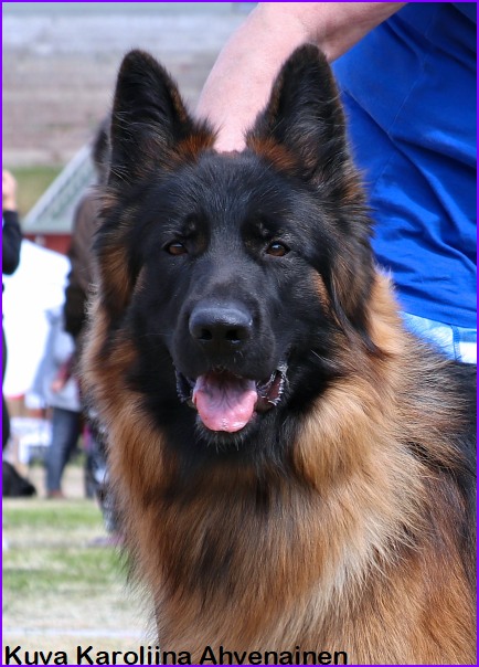 Jadovar Bensi Kajaanissa