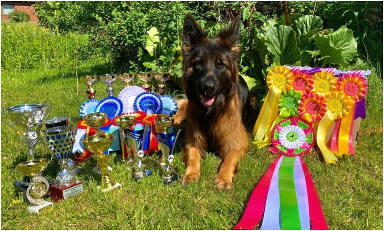 Rilla ja vuoden 2023 näyttelypalkinnot