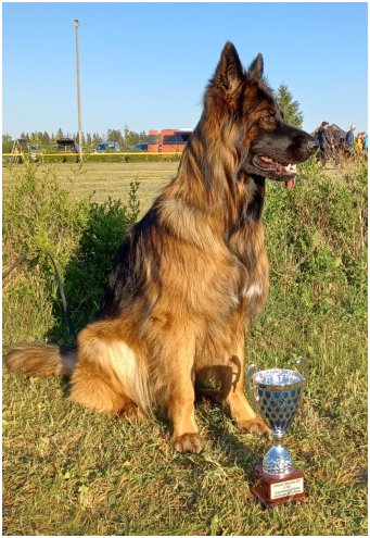 Rilla Baltic Sieger näyttelyssä Tallinna